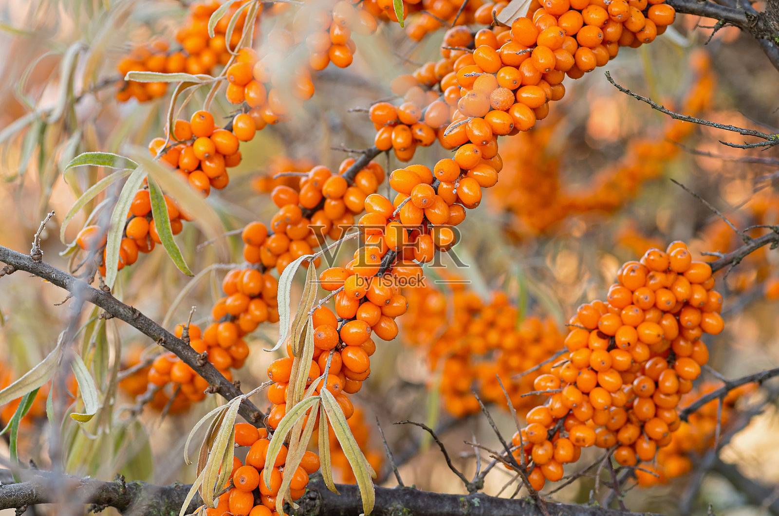 橙色沙棘浆果覆盖着晨霜。关闭了。照片摄影图片