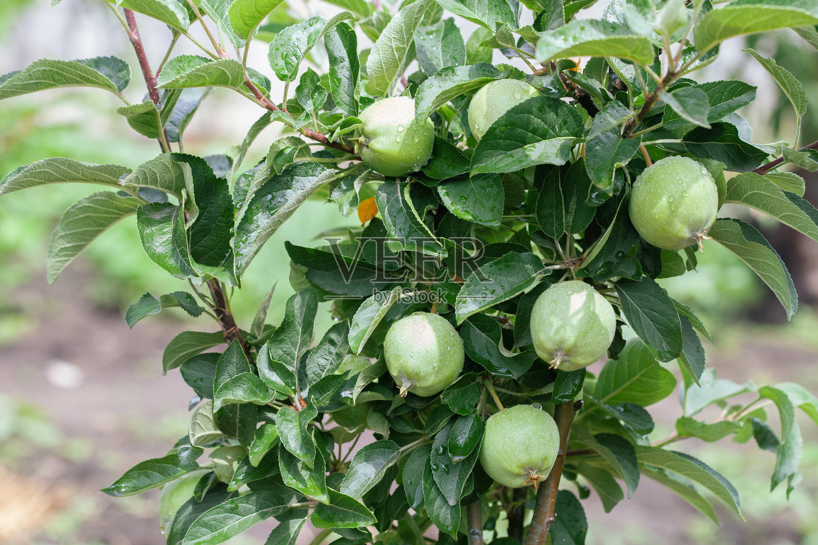 苹果园里树枝上的小苹果。在花园里种水果。照片摄影图片