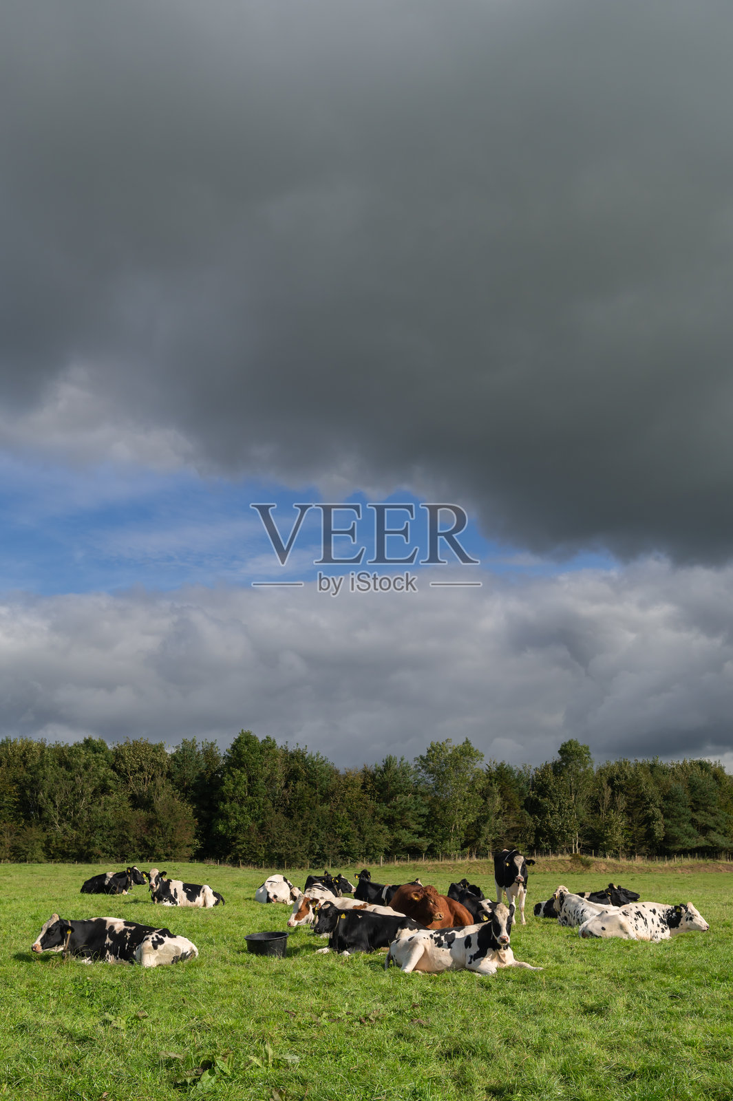 农田里的奶牛和公牛照片摄影图片