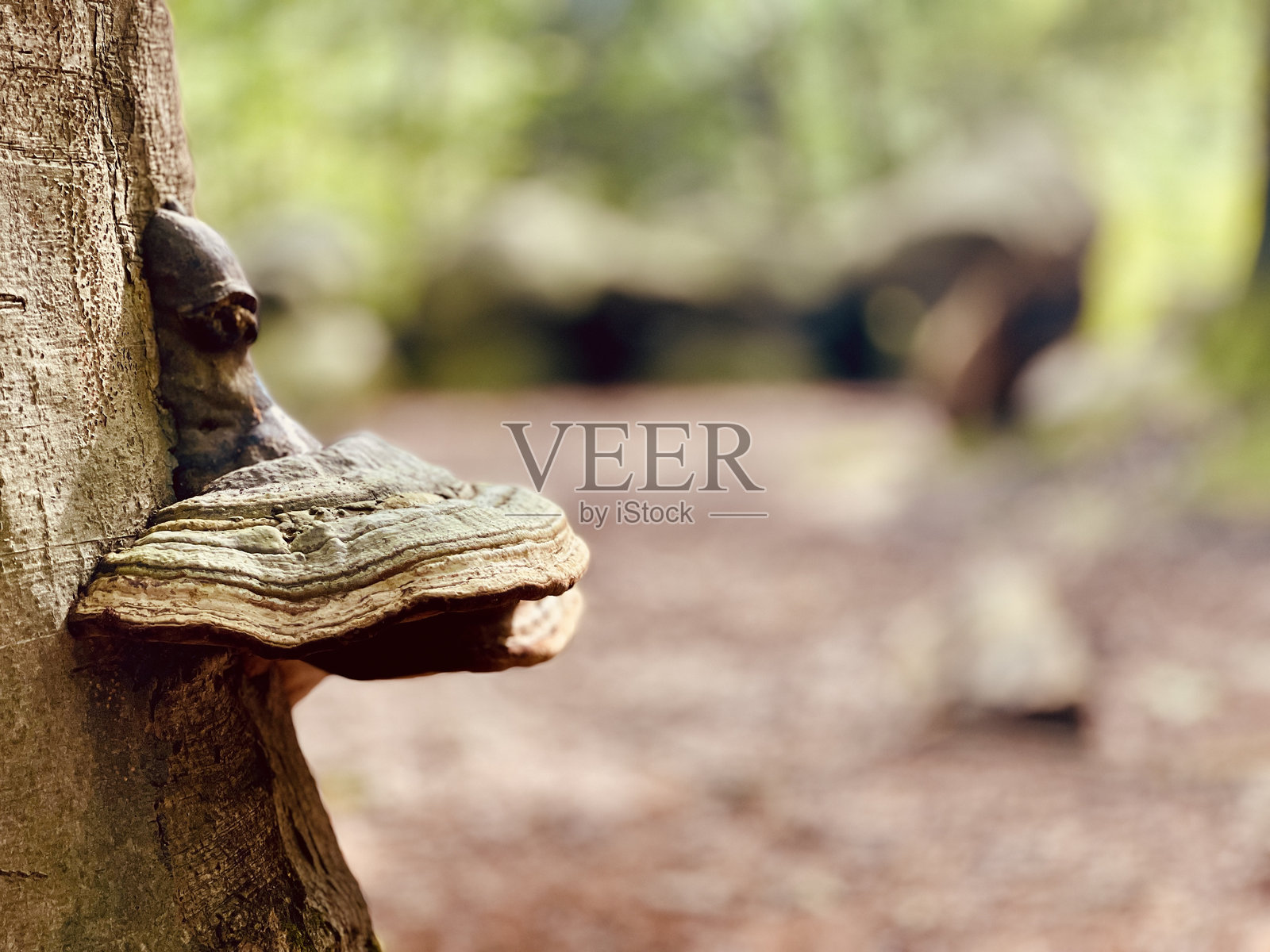 蘑菇照片摄影图片