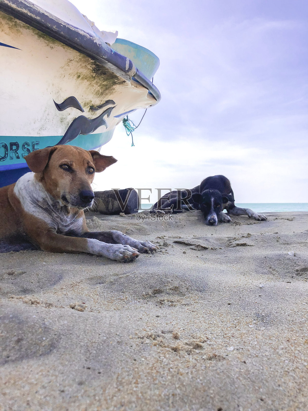 海滩上的狗照片摄影图片