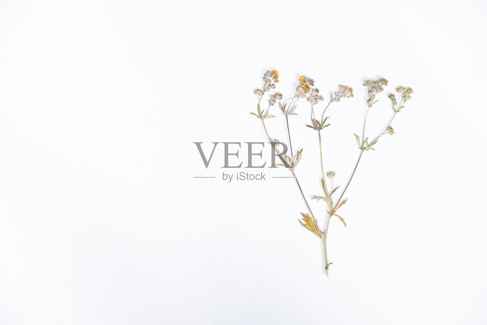 植物标本室，白底干腐蚀性毛茛，俯视图照片摄影图片