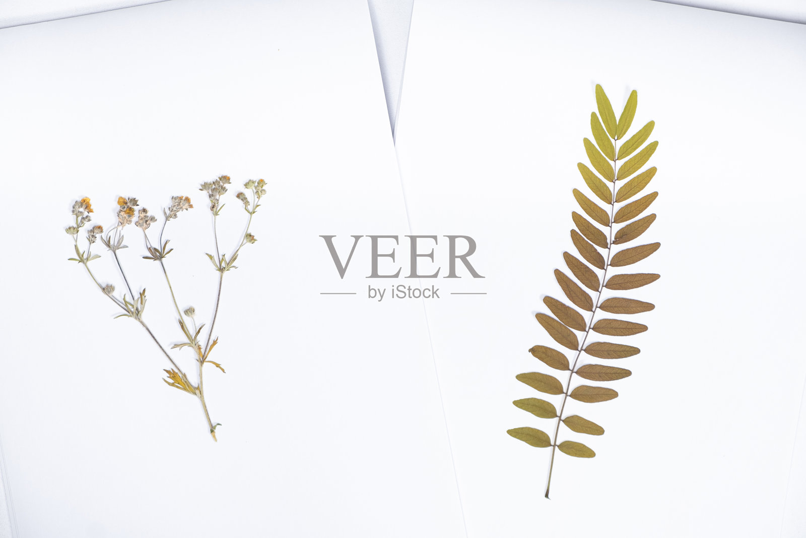 收集干植物，植物标本馆在纸相册。照片摄影图片