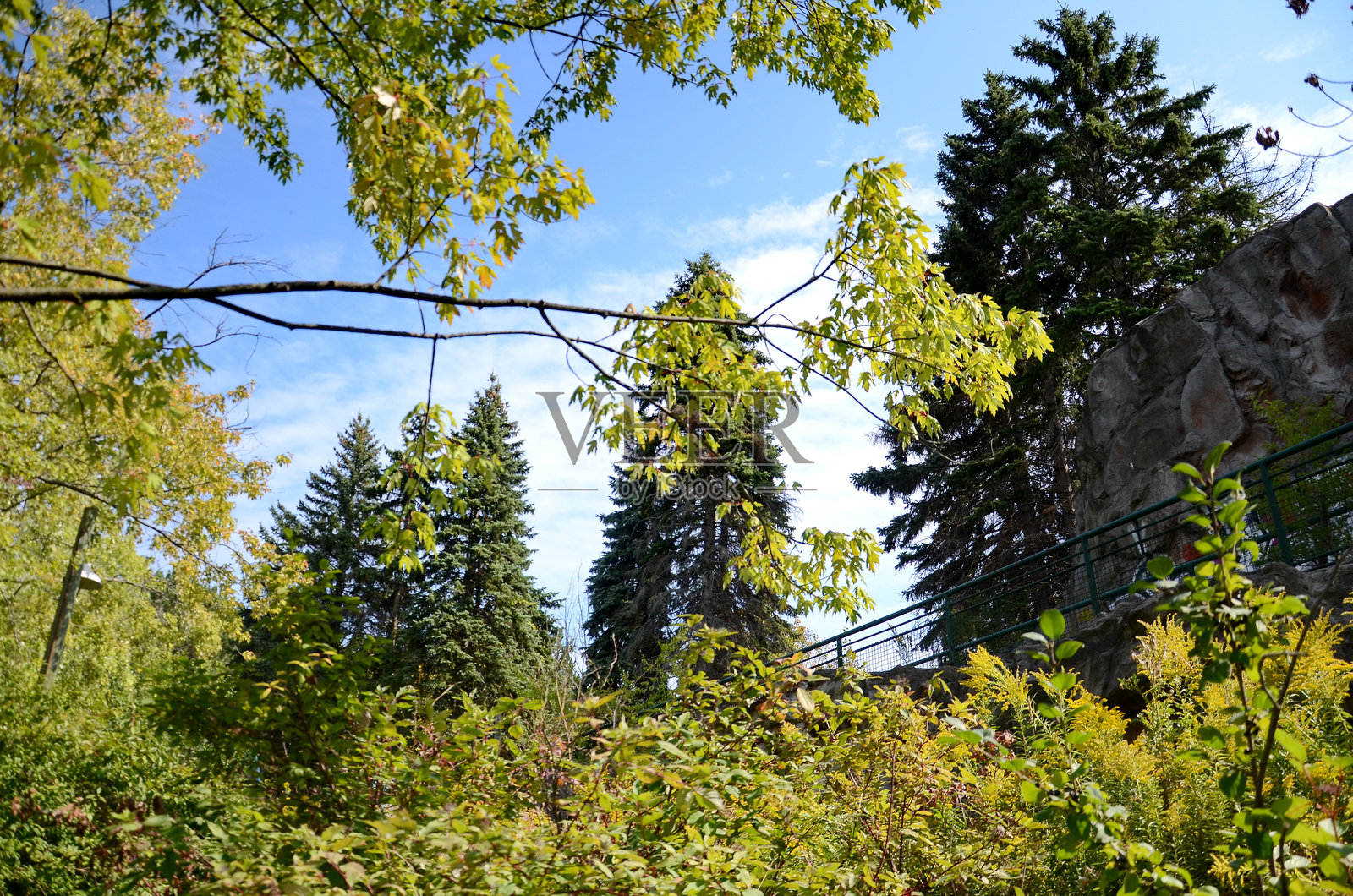 多伦多安大略广场西岛上的树木。照片摄影图片