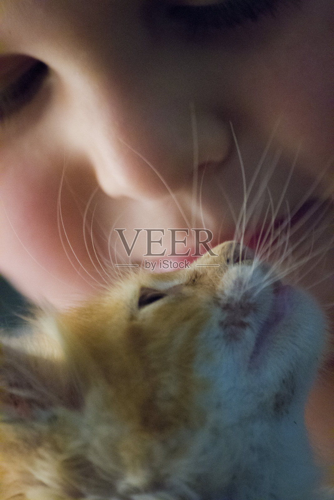 抱着猫的可爱男孩特写照片摄影图片