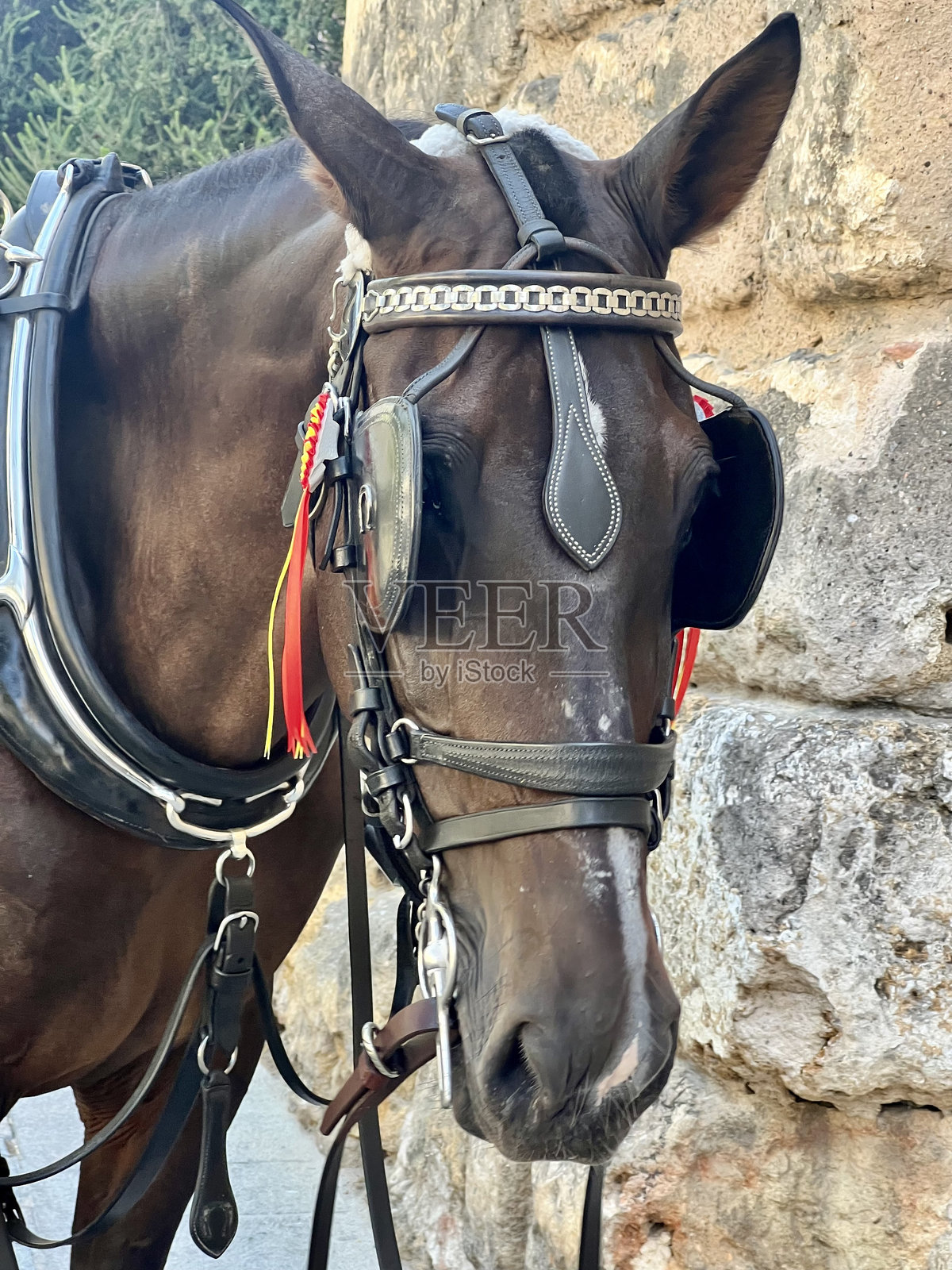 棕色的马照片摄影图片