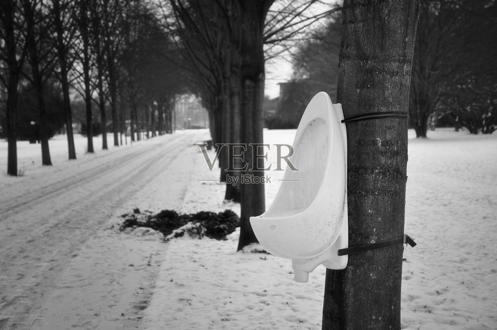 冬天公园里光秃秃的树照片摄影图片