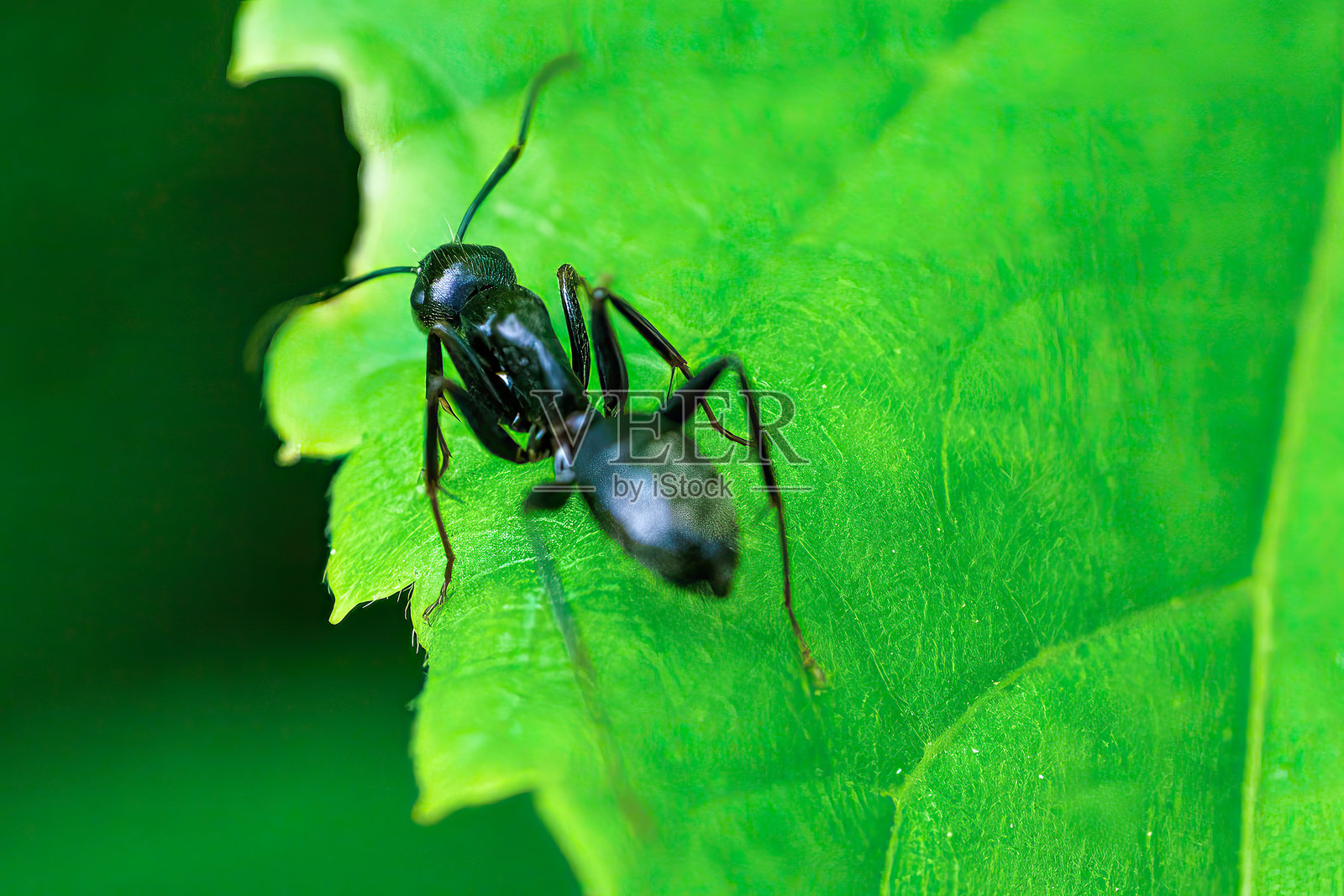Leaf-Cutter蚂蚁照片摄影图片
