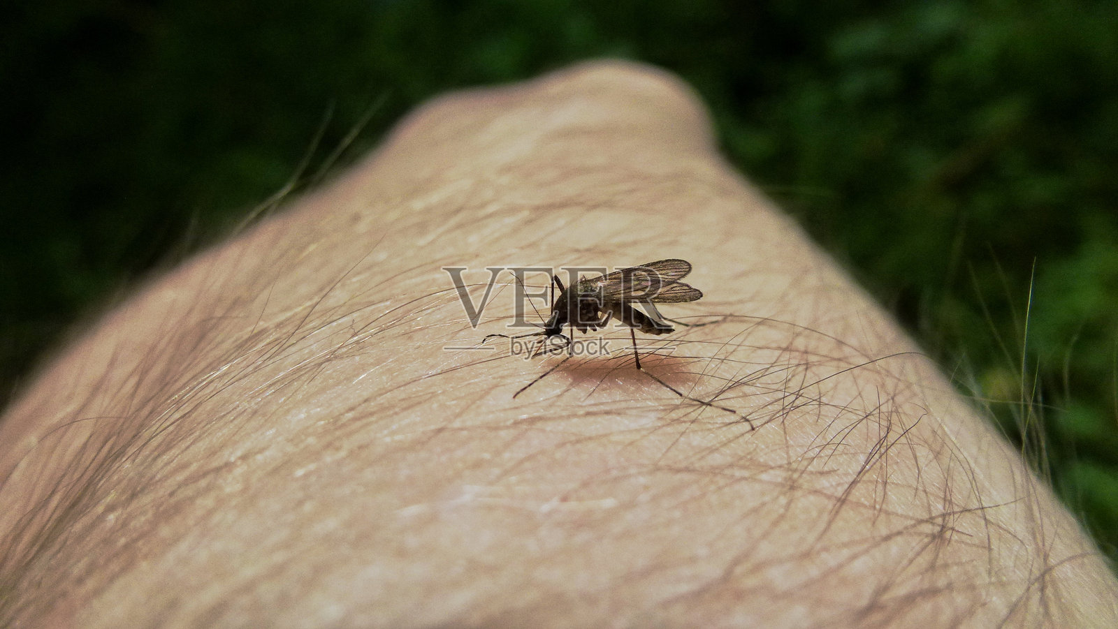 蚊子在人手上的特写照片摄影图片