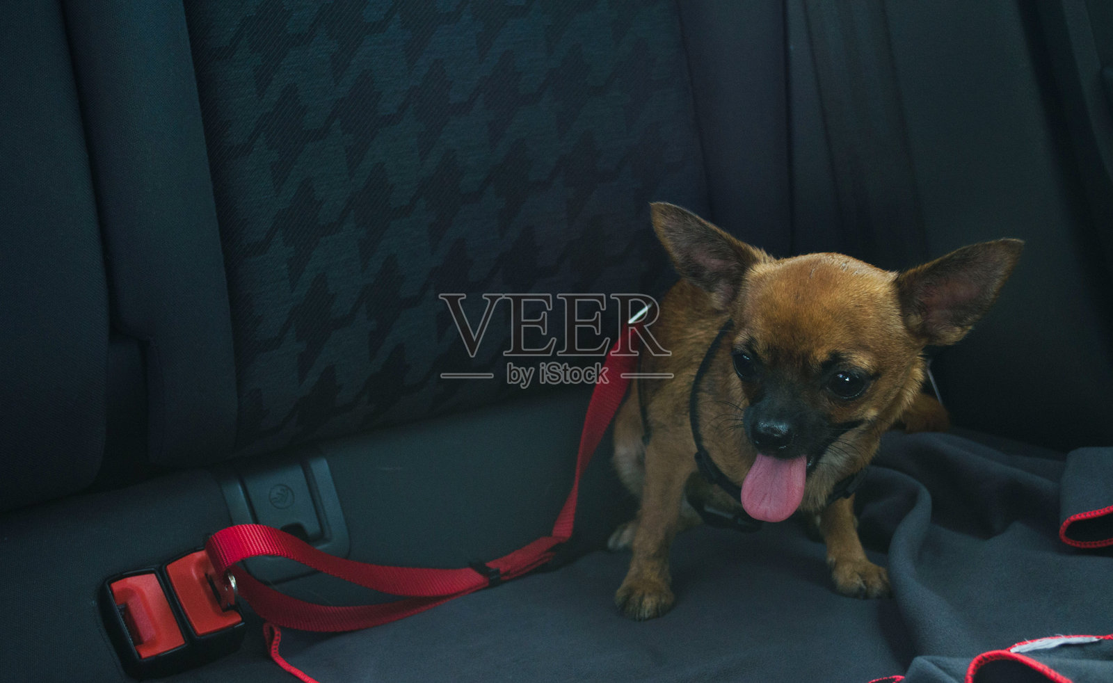 棕色吉娃娃坐在系着安全带的汽车后座上。安全带照片摄影图片