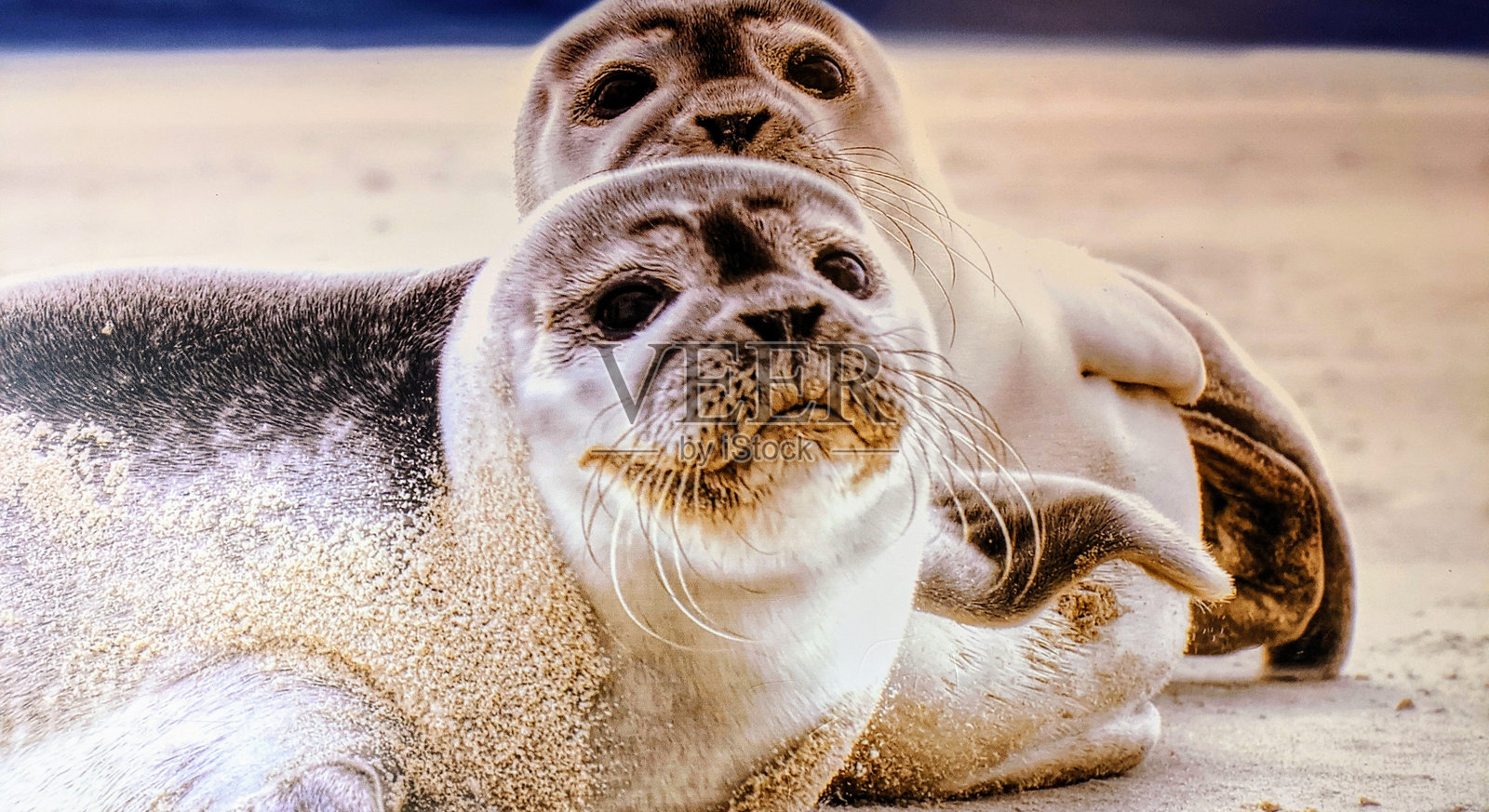 猫在海滩上放松的肖像照片摄影图片