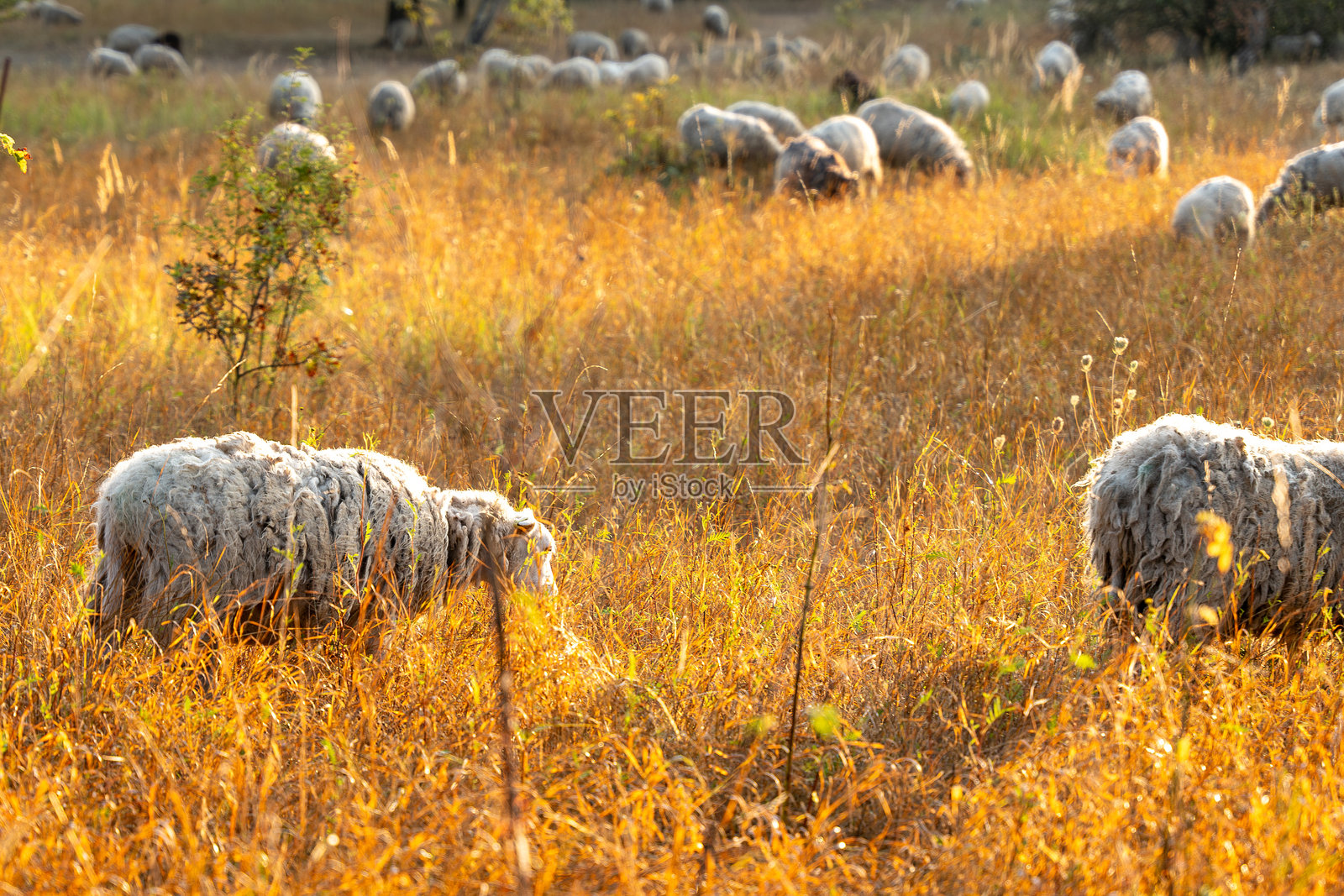 一群羊在长满高草的田野里吃草照片摄影图片