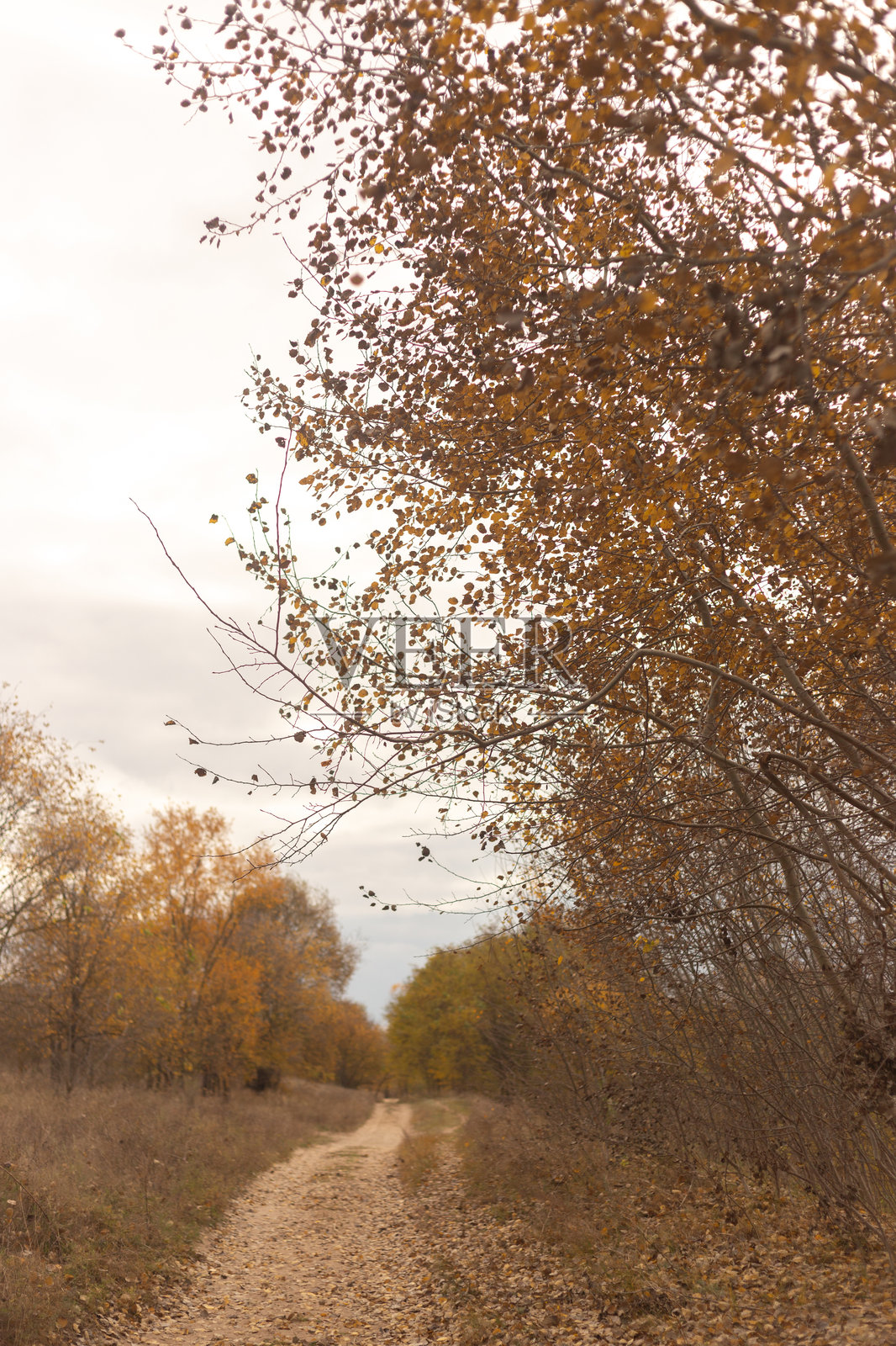 魔法森林的金色天篷照片摄影图片