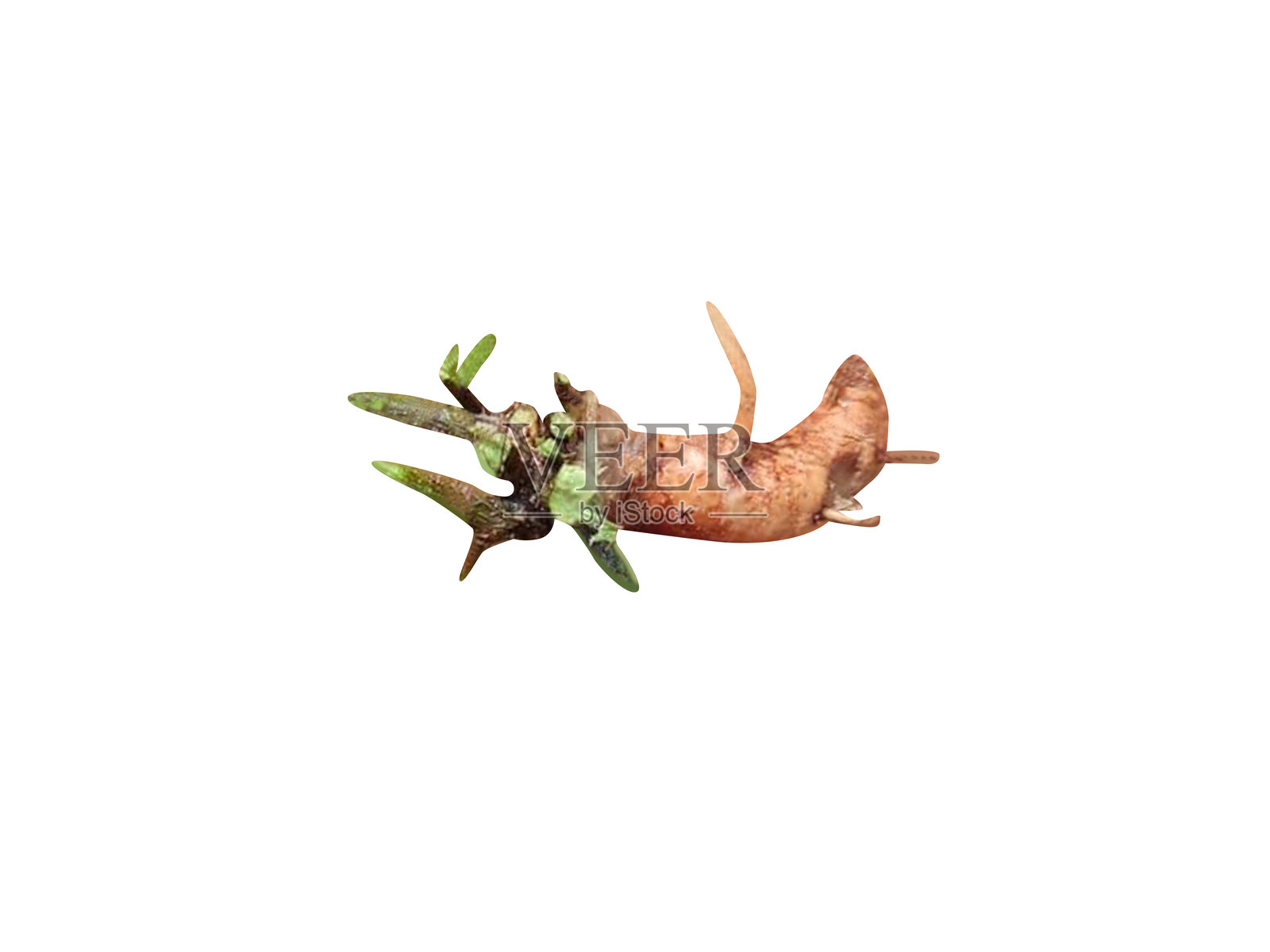 含羞草或敏感植物的根照片摄影图片