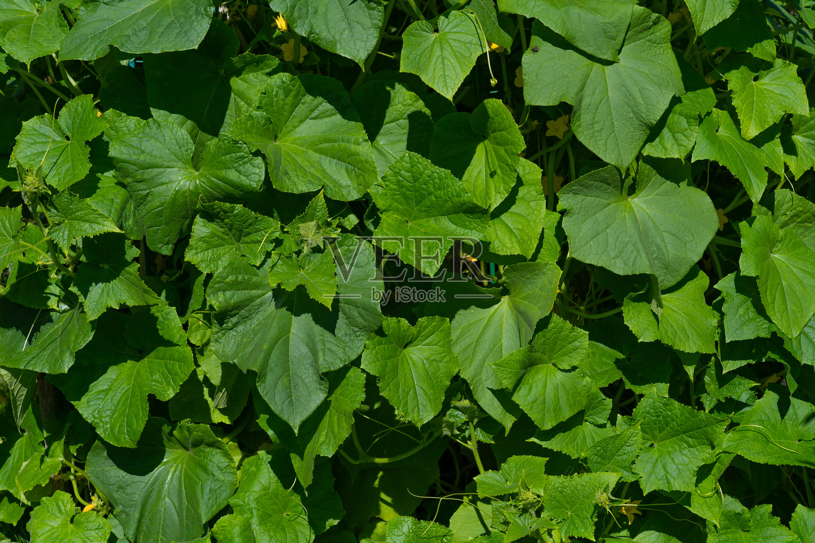 床上种着黄瓜，枝叶茂盛照片摄影图片