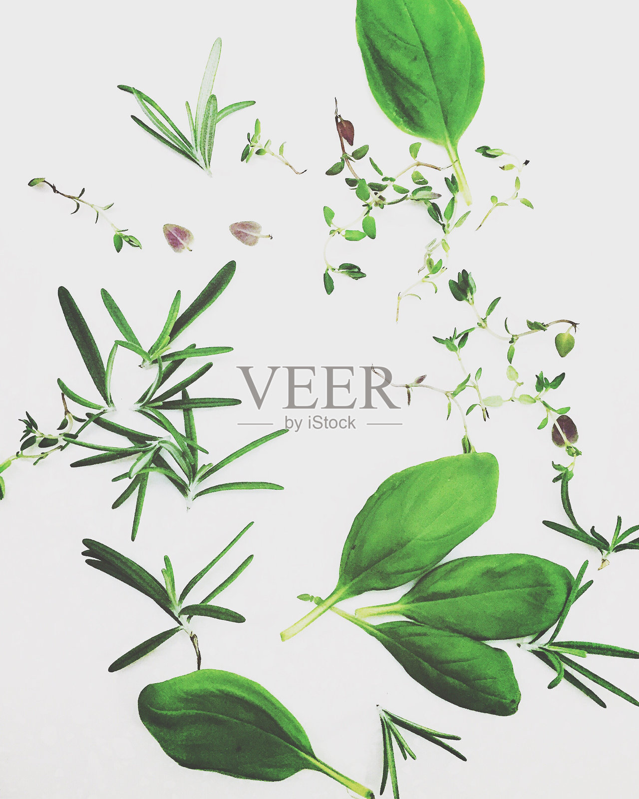 草本植物在白色背景下的特写照片摄影图片