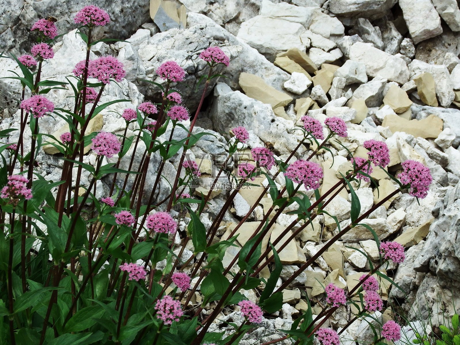 粉红色的山花山缬草，蒙大拿缬草照片摄影图片