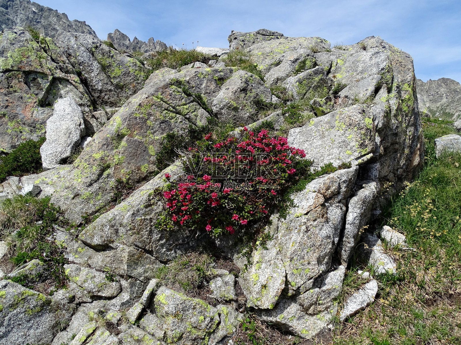 鲜艳的红色山花，有毛的阿尔卑斯，毛毛杜鹃花照片摄影图片