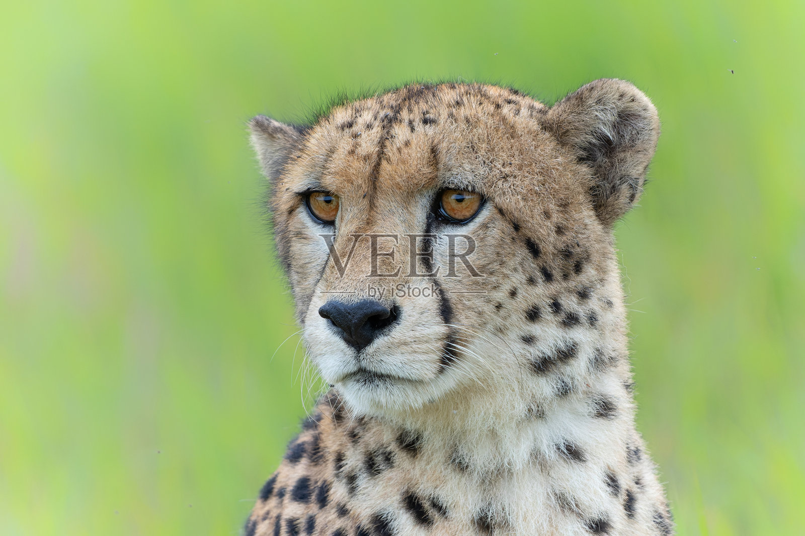 姆库泽瀑布野生动物保护区的猎豹肖像照片摄影图片