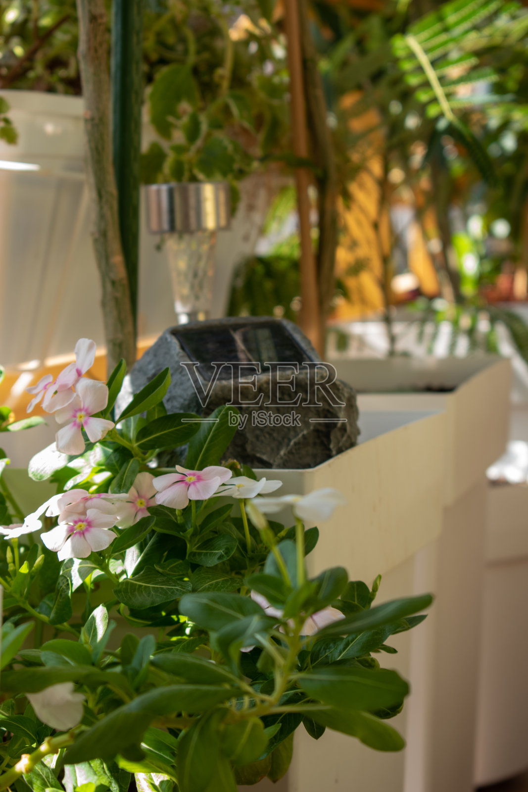 在一个舒适的阳台上的花盆里种植植物。照片摄影图片