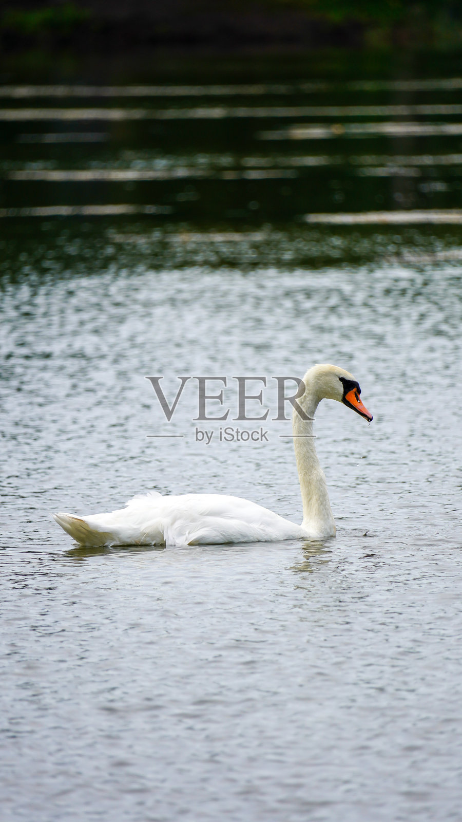 白天鹅在波兰湖上游泳的动物照片摄影图片
