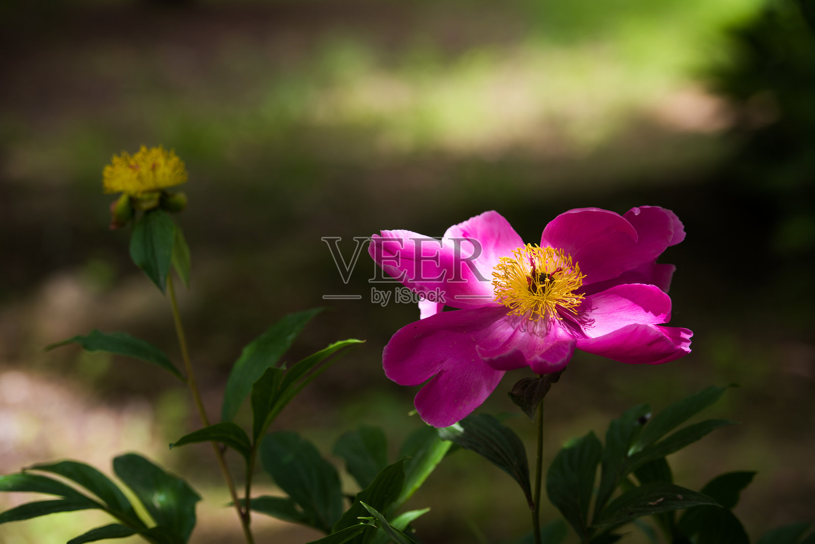 夏天公园里盛开的牡丹花照片摄影图片