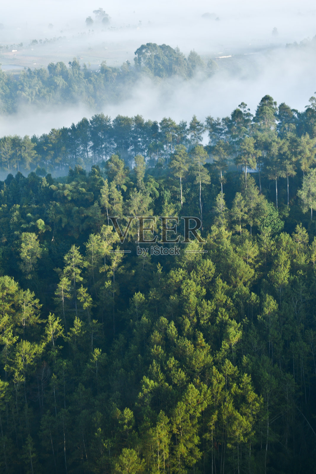高角度的树木景观对天空照片摄影图片