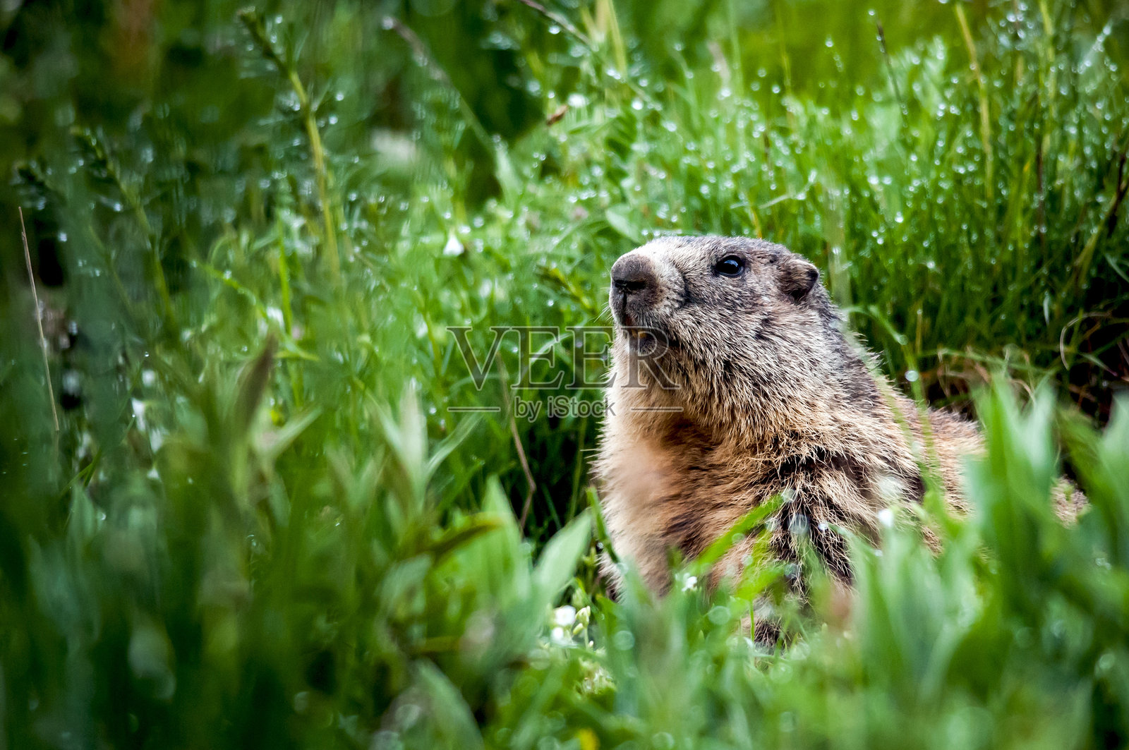 草地上的绵羊特写照片摄影图片