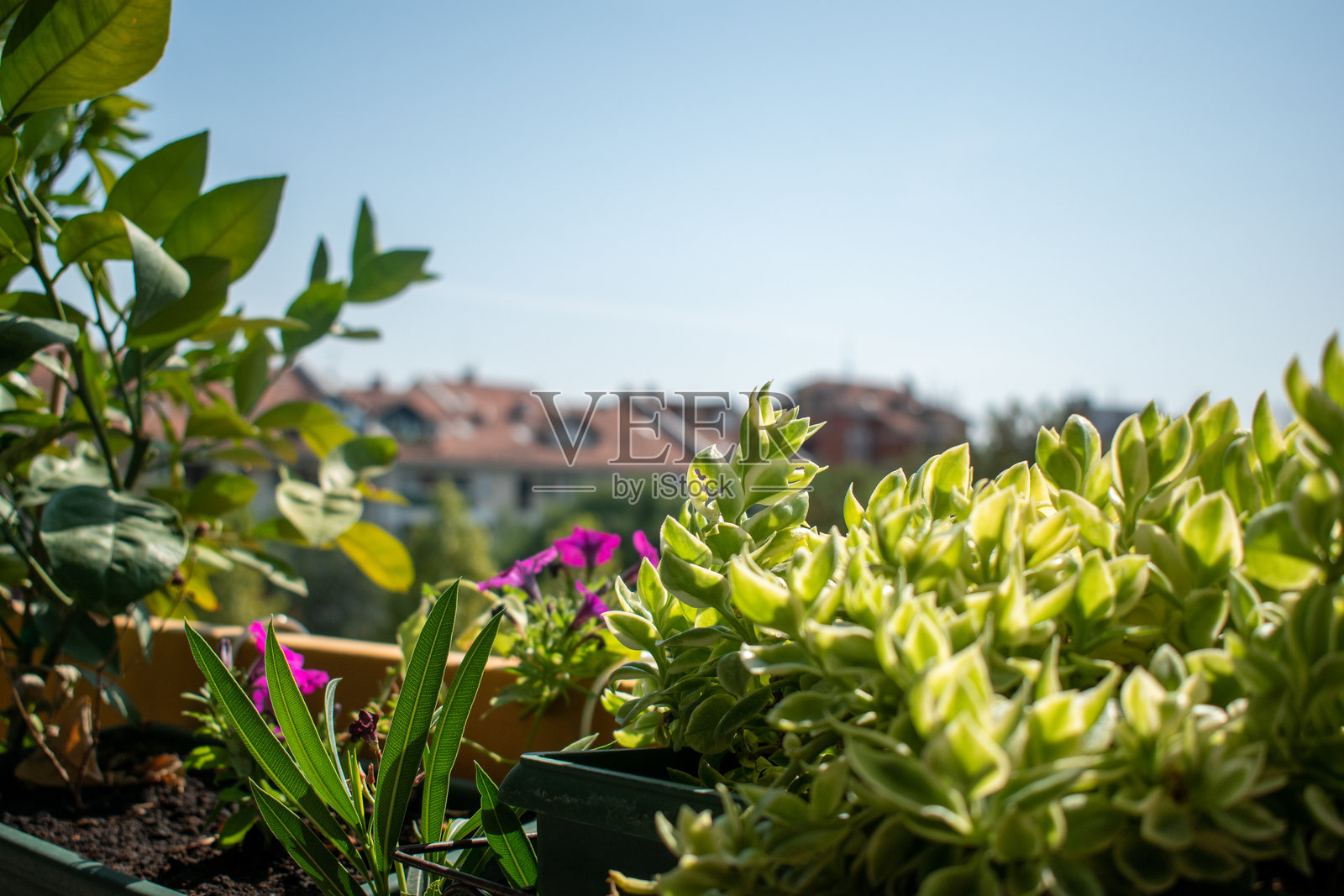 在一个舒适的阳台上的花盆里种植植物。照片摄影图片