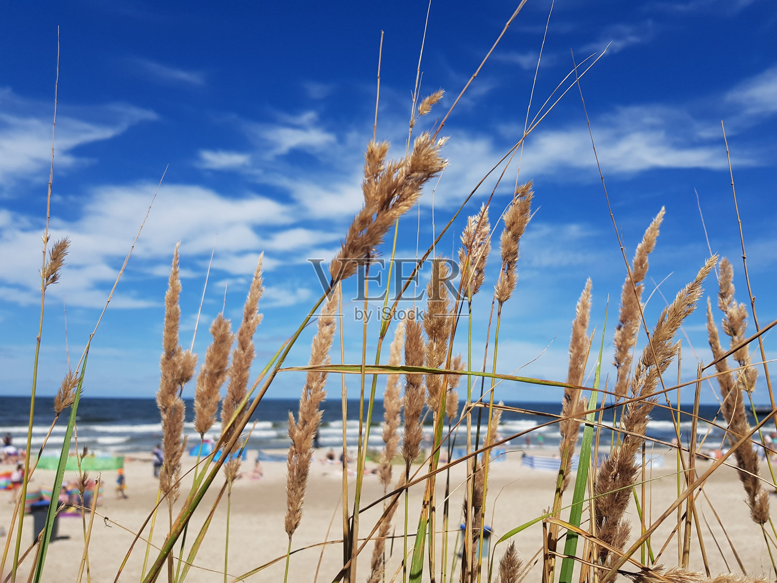 秸秆与蓝天的特写照片摄影图片