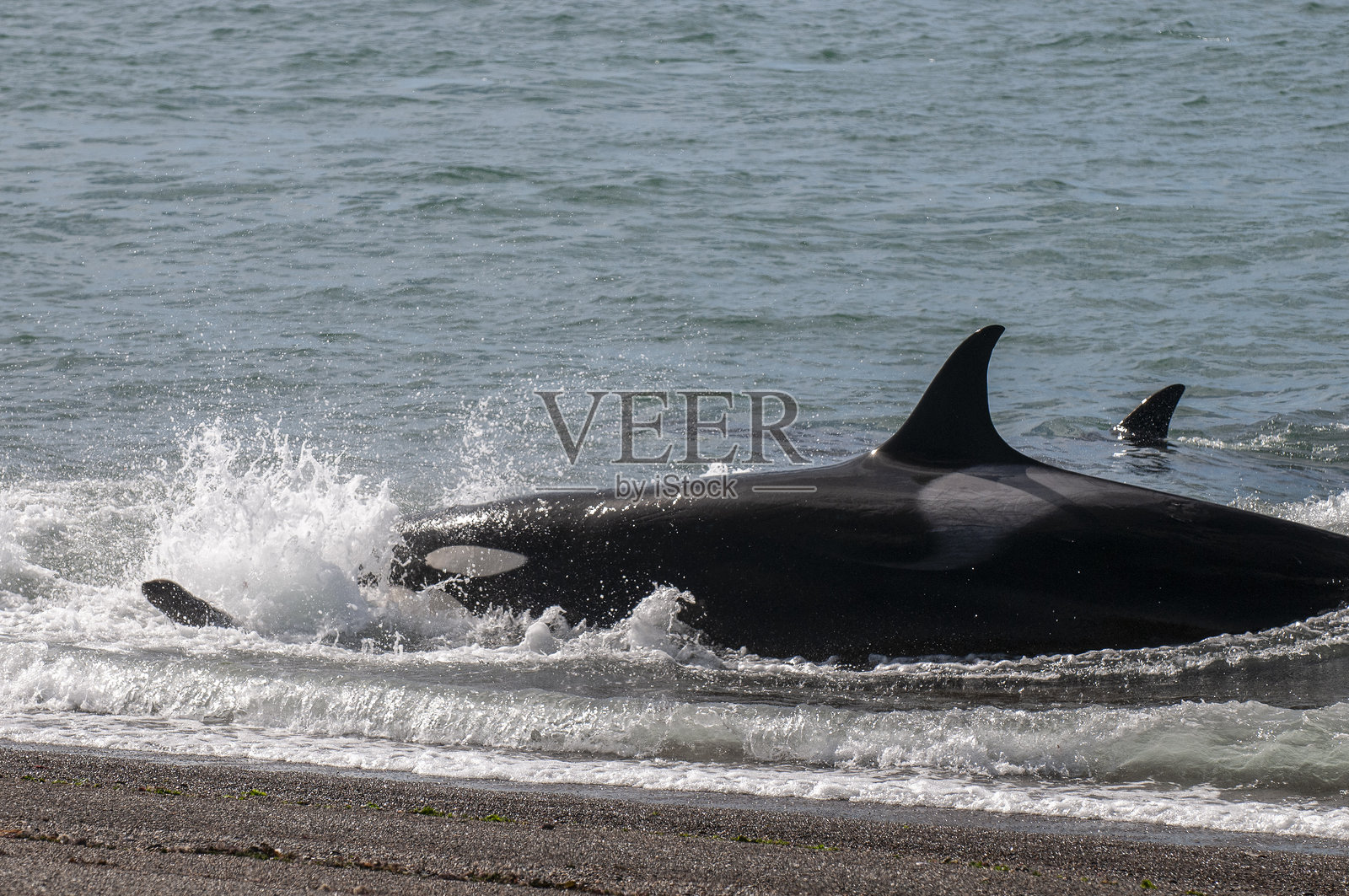 加布里埃尔红色的照片摄影图片