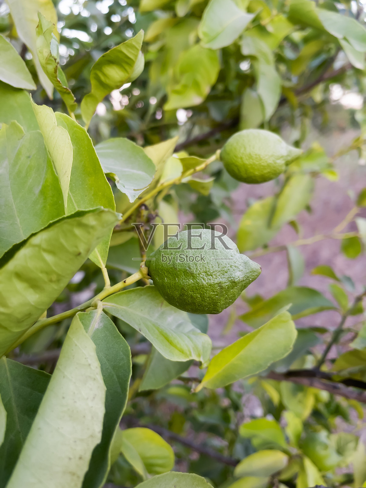 花园里树枝上的绿柠檬。农业的概念。垂直方向。有选择性的重点。照片摄影图片