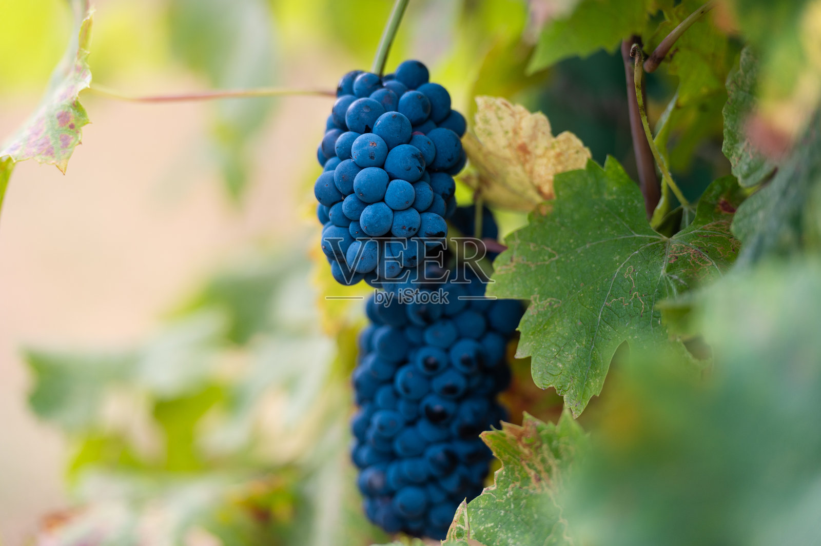 熟透的紫色葡萄挂在葡萄园的藤蔓上照片摄影图片