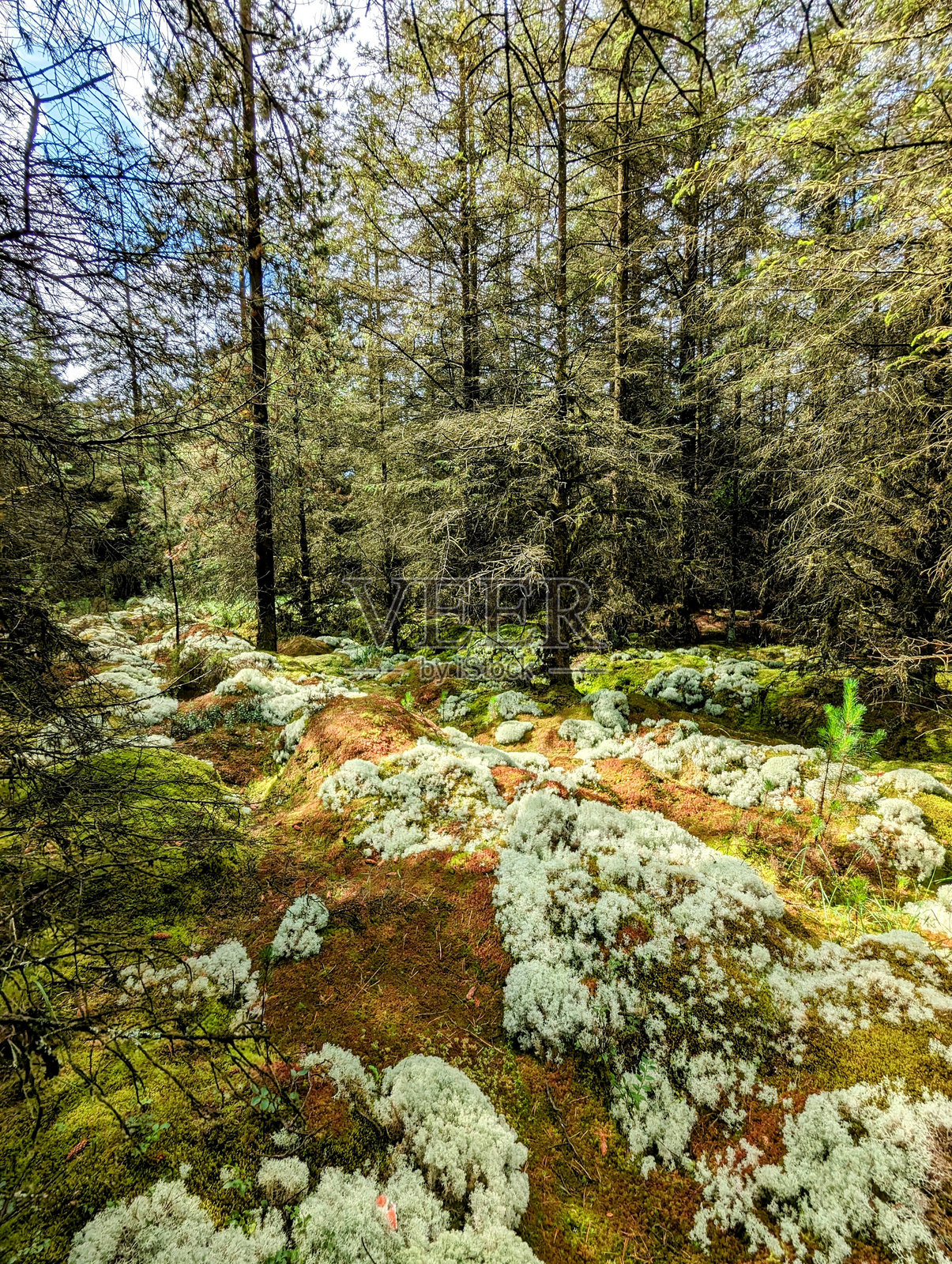 苔藓地毯照片摄影图片