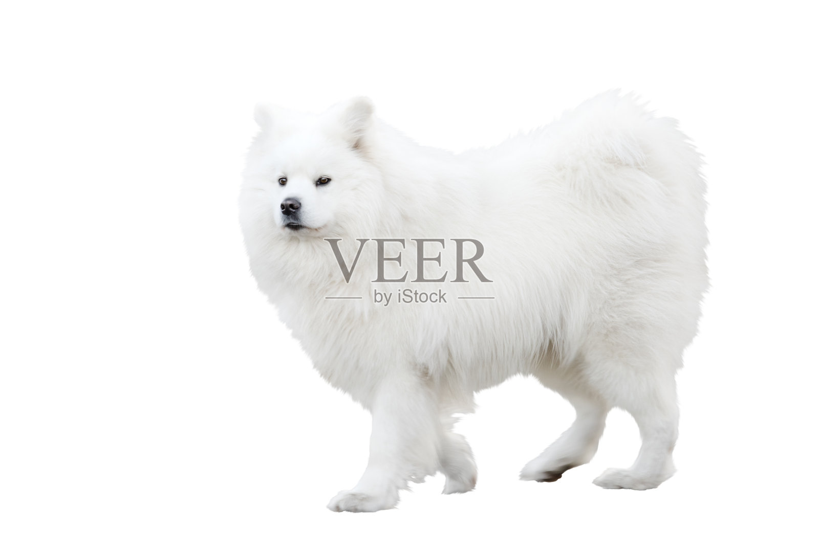 萨摩耶大毛绒绒的白色狗在奔跑，孤立在白色上照片摄影图片