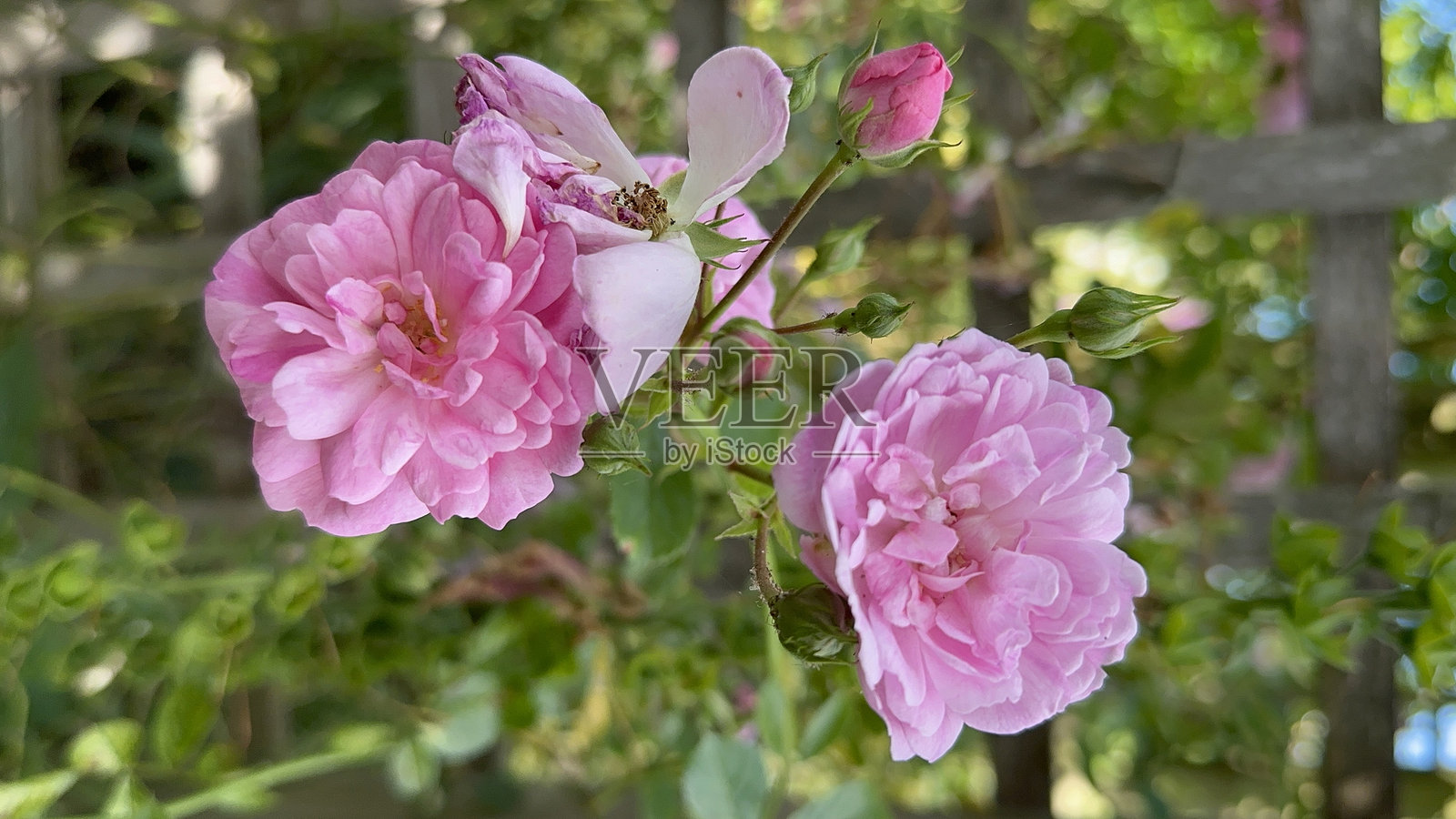 粉色玫瑰照片摄影图片