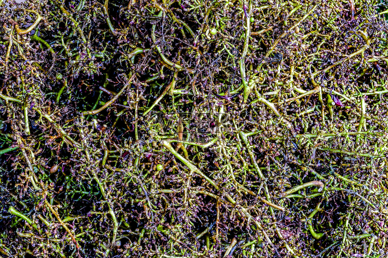 九月意大利北部葡萄园收获葡萄，红葡萄照片摄影图片