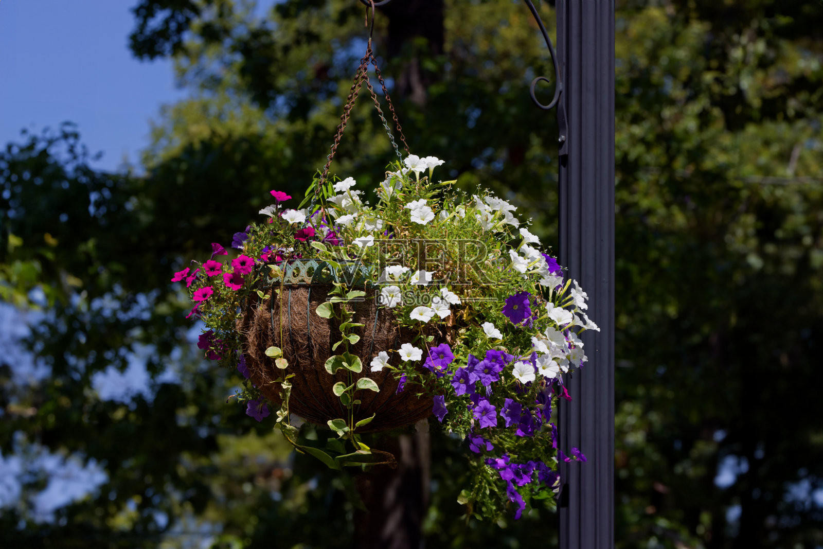 花卉装饰照片摄影图片