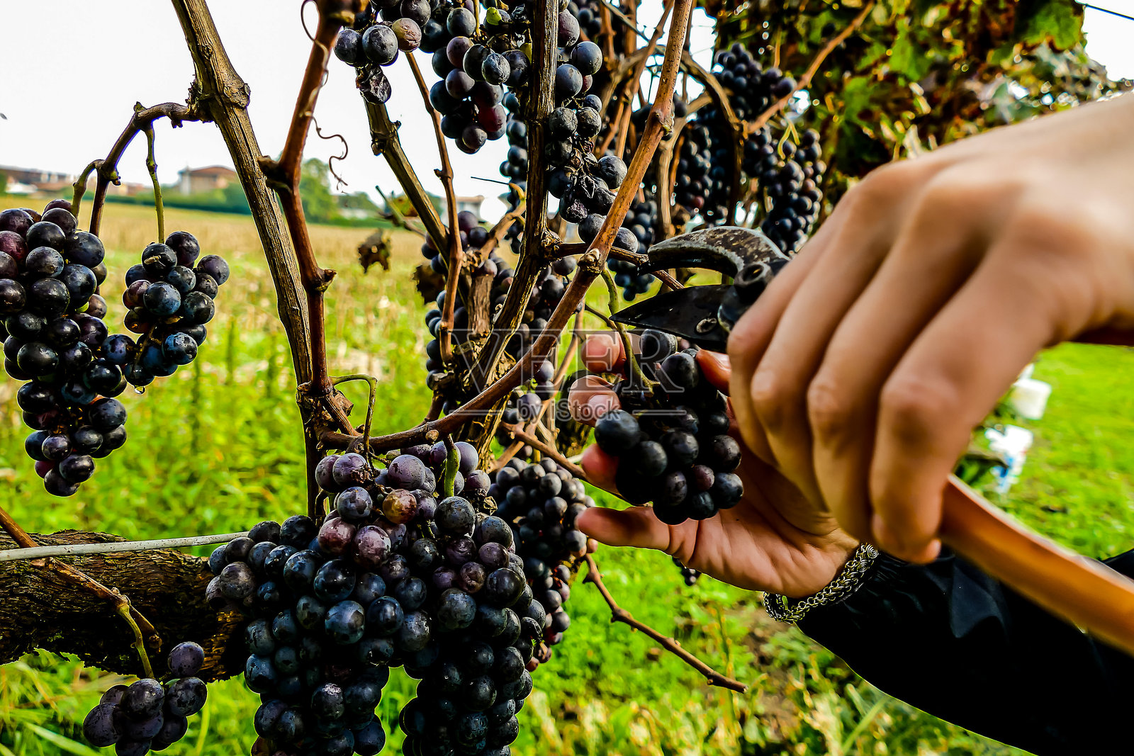 九月意大利北部葡萄园收获葡萄，红葡萄照片摄影图片