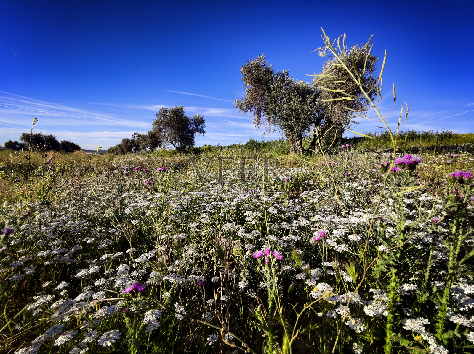 橄榄树的白色花朵照片摄影图片