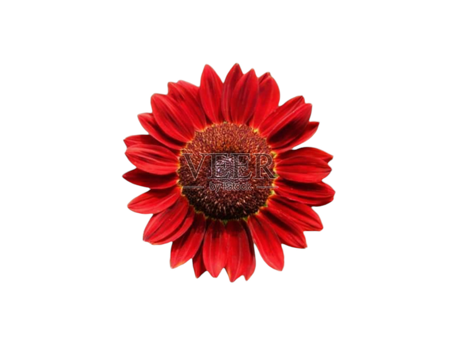 红色的向日葵照片摄影图片