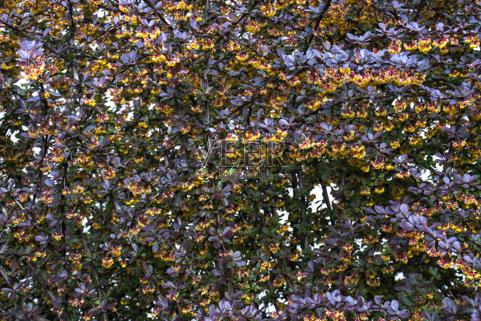 盛开的紫叶小檗照片摄影图片