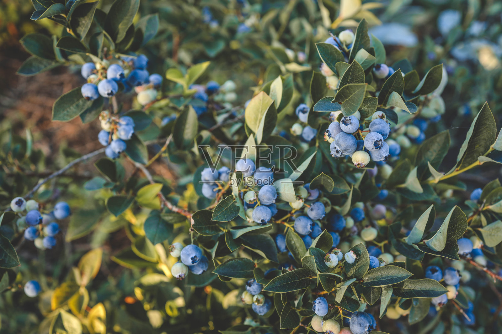 在郁郁葱葱的绿色灌木上，成熟和未成熟的蓝莓特写。充满活力的蓝色和绿色的浆果在丰富的树叶衬托下脱颖而出，捕捉到新鲜夏季农产品的精髓照片摄影图片