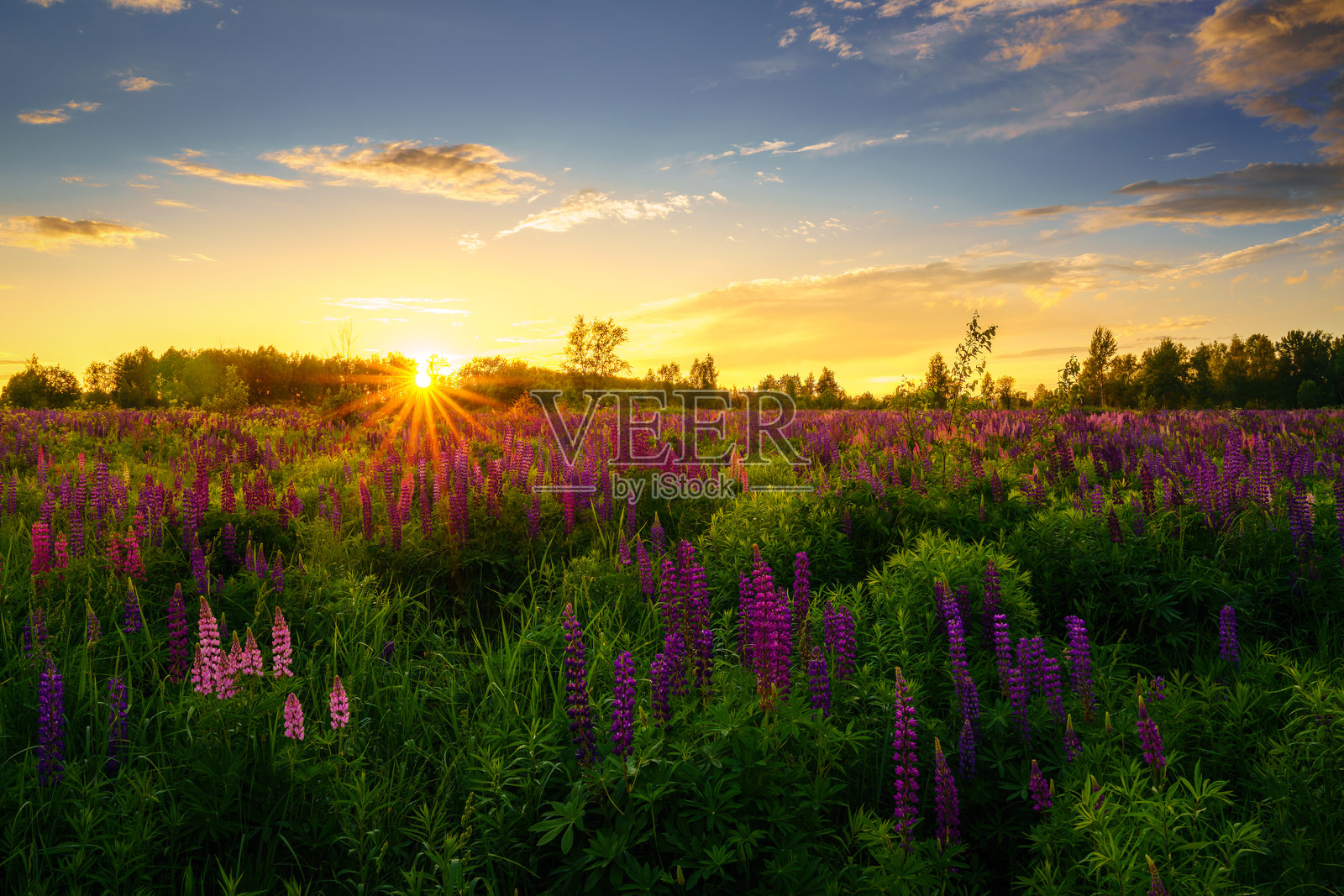 日出或日落在田野与紫色羽扇豆在多云的天空背景在夏天。照片摄影图片