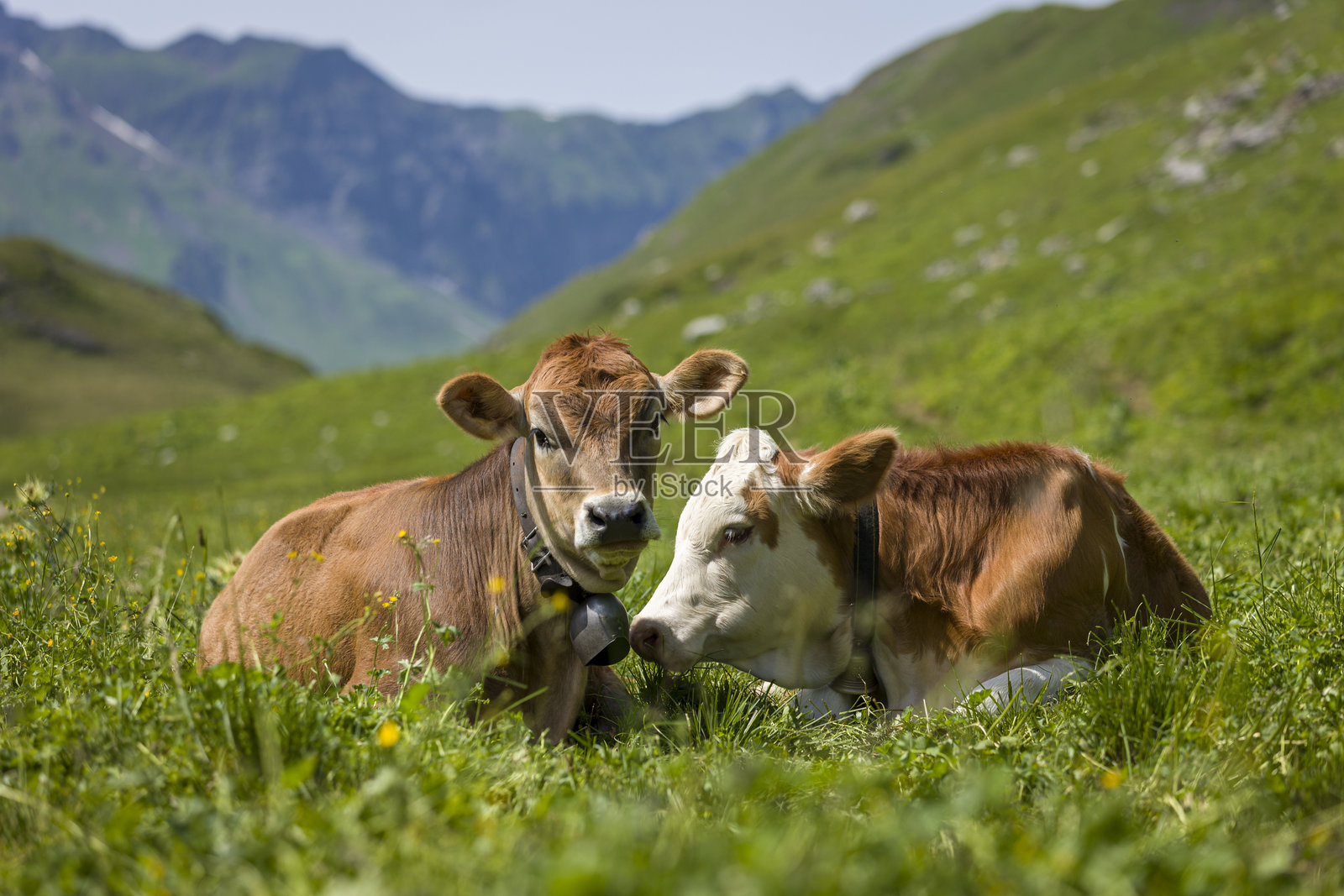 两只牛躺在高山上的草地上照片摄影图片