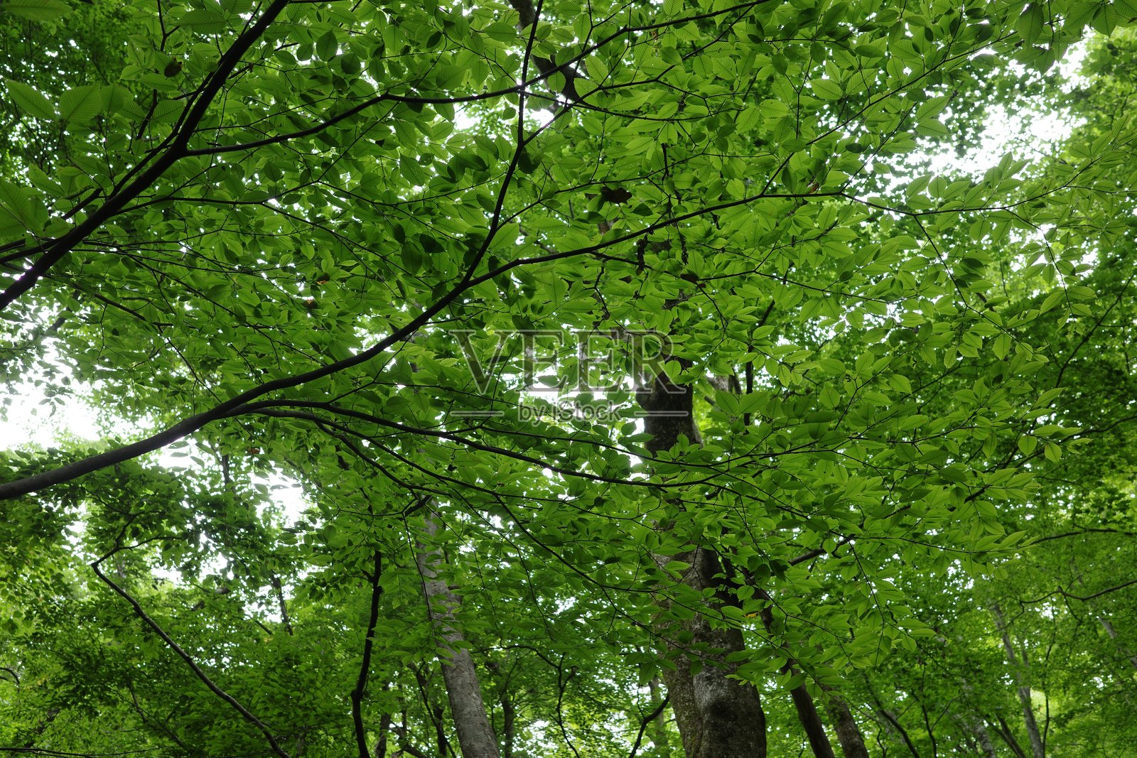 仲夏时节溪边郁郁葱葱的阔叶林照片摄影图片