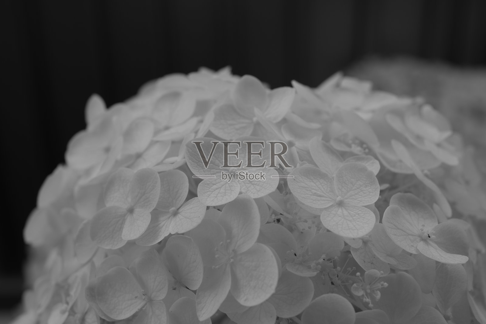 hydranges_monochrome照片摄影图片