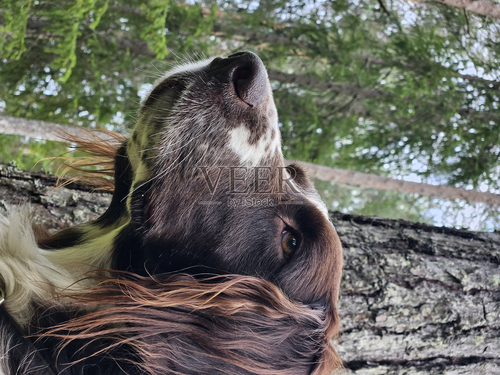 Kleiner Munsterlander照片摄影图片