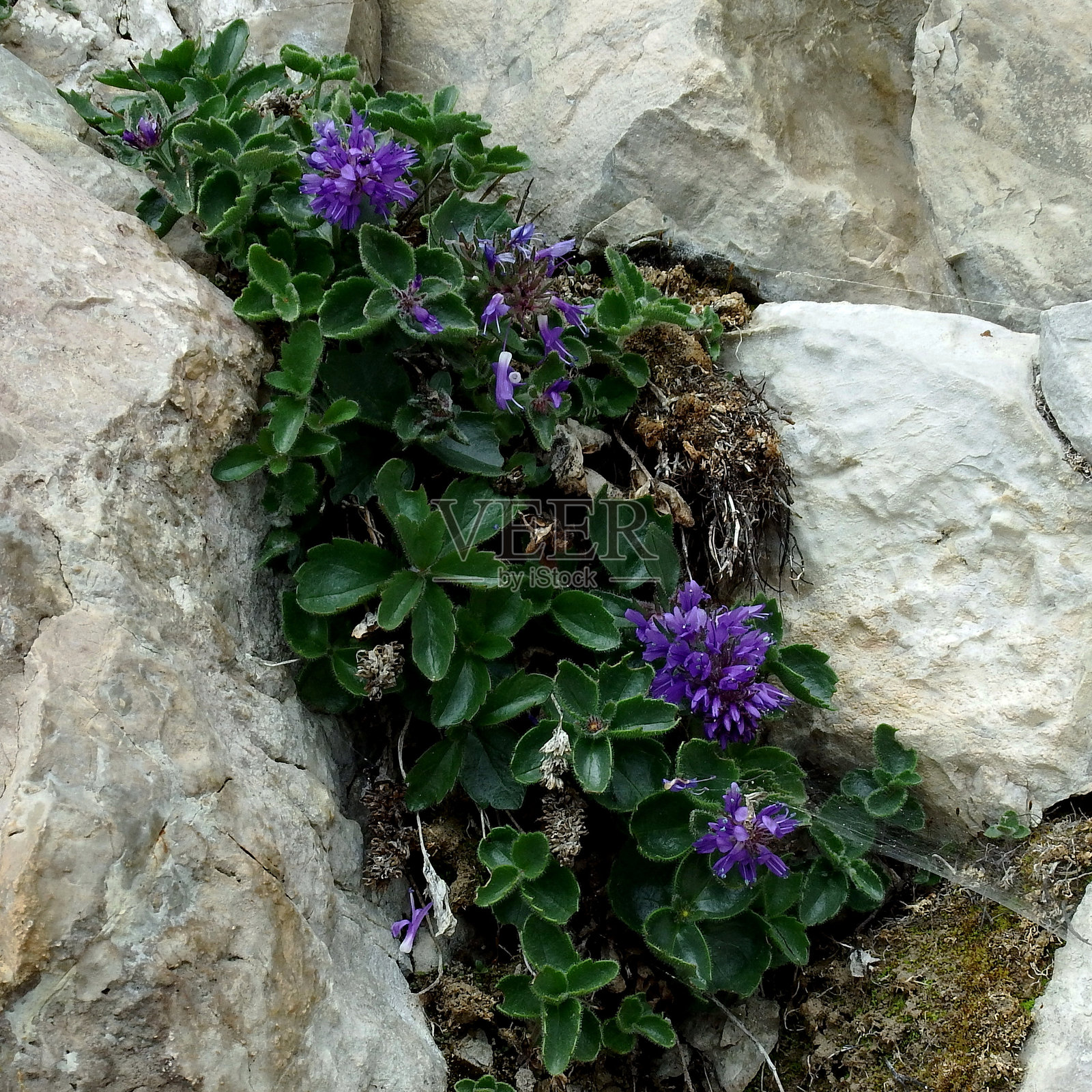 充满活力的紫色山花，带蓝色的小红花，小红花照片摄影图片