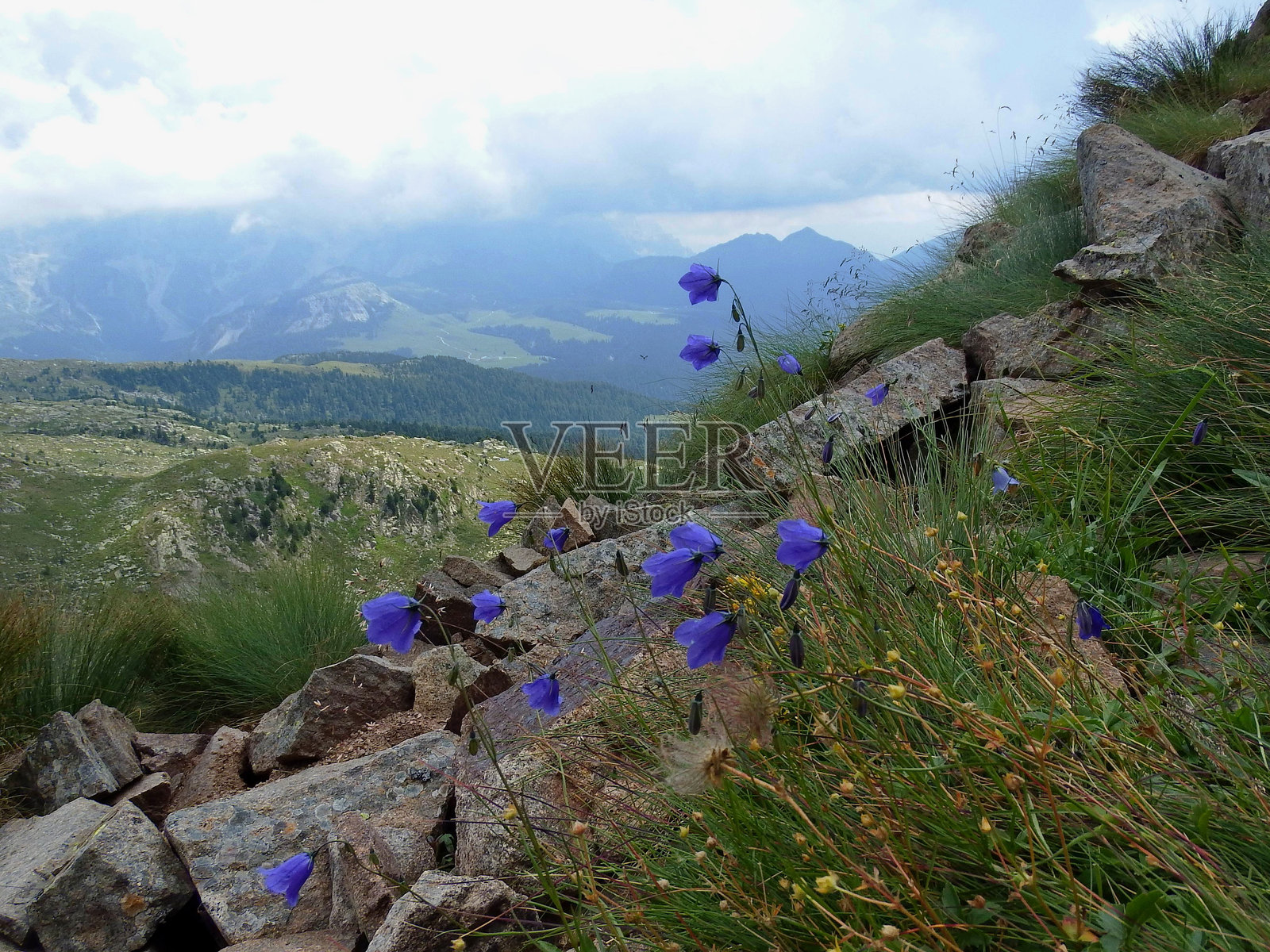 充满活力的蓝色山花蓝铃花，圆叶山楂果照片摄影图片